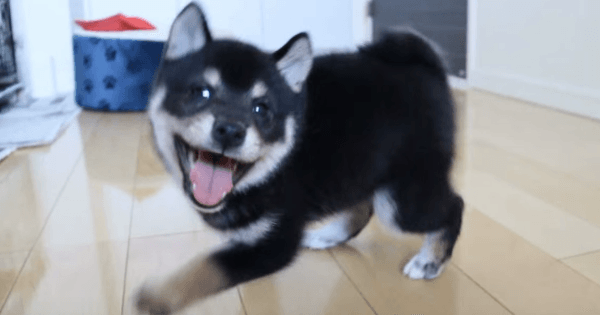 笑顔に見える画像を貼るトピ