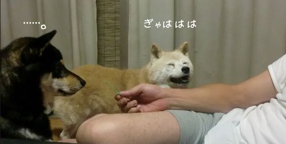 笑顔に見える画像を貼るトピ