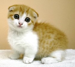 言葉の語感から別のものを想像するトピ