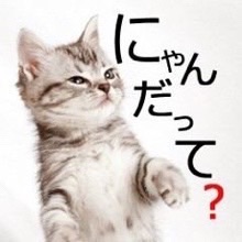 ヘリに閉じ込められた猫、米軍兵士にミルクをもらいながら救出される