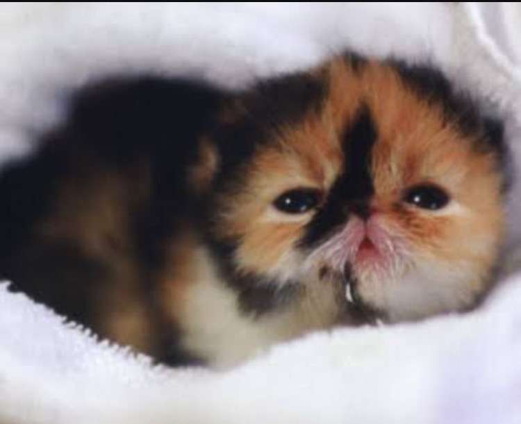 動物界で赤ちゃんが1番かわいいのってなんですかね？？
