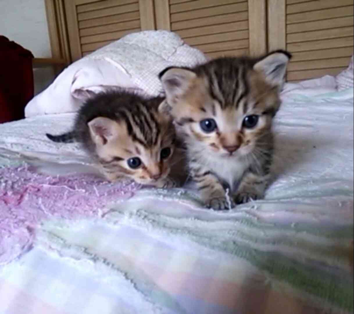 ガルちゃん猫カフェ本日オープン♪