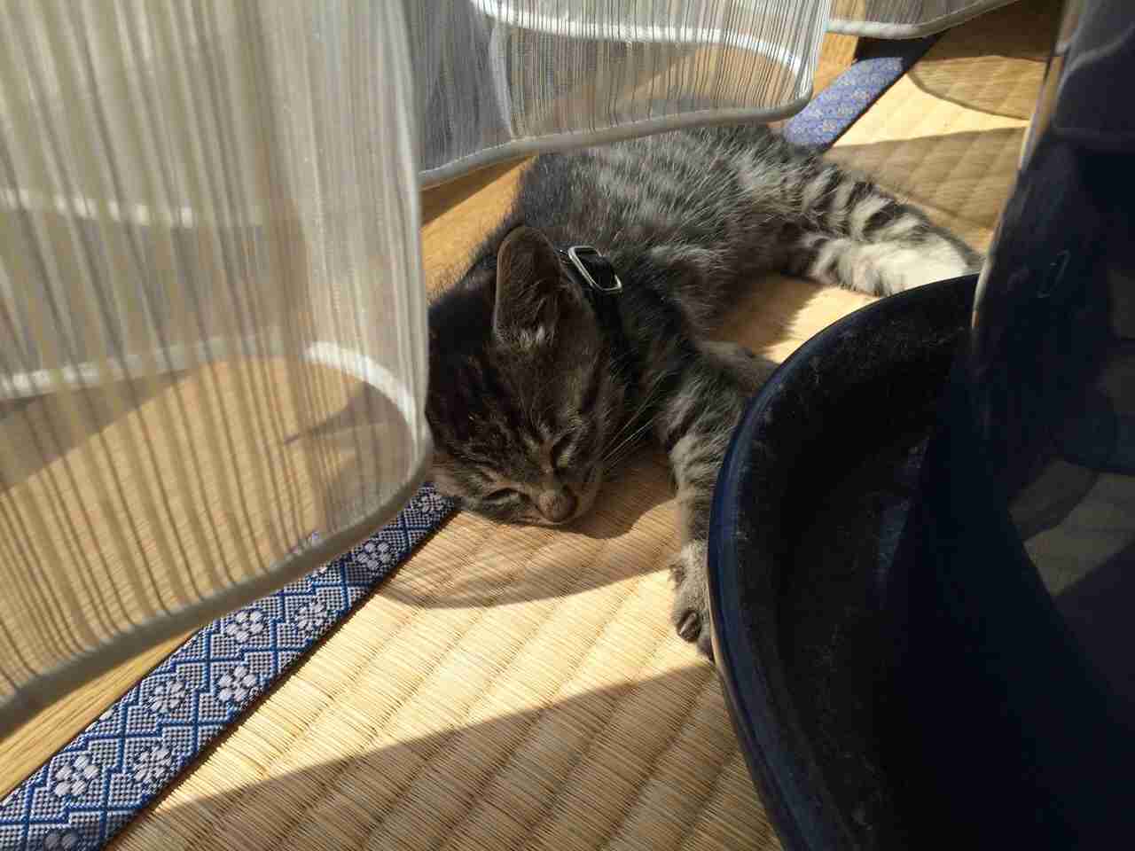 ガルちゃん猫カフェ本日オープン♪