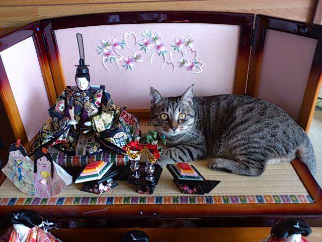 ガルちゃん猫カフェ本日オープン♪
