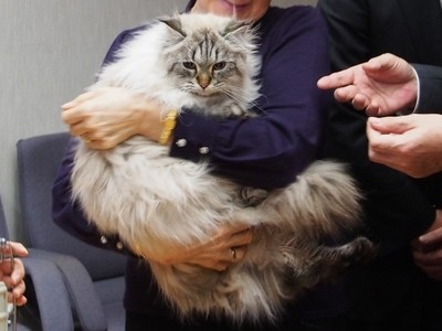 ガルちゃん猫カフェ本日オープン♪