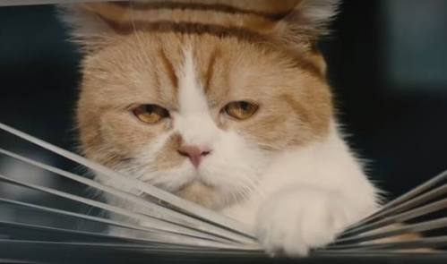 ガルちゃん猫カフェ本日オープン♪
