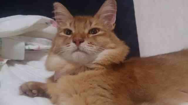 ガルちゃん猫カフェ本日オープン♪
