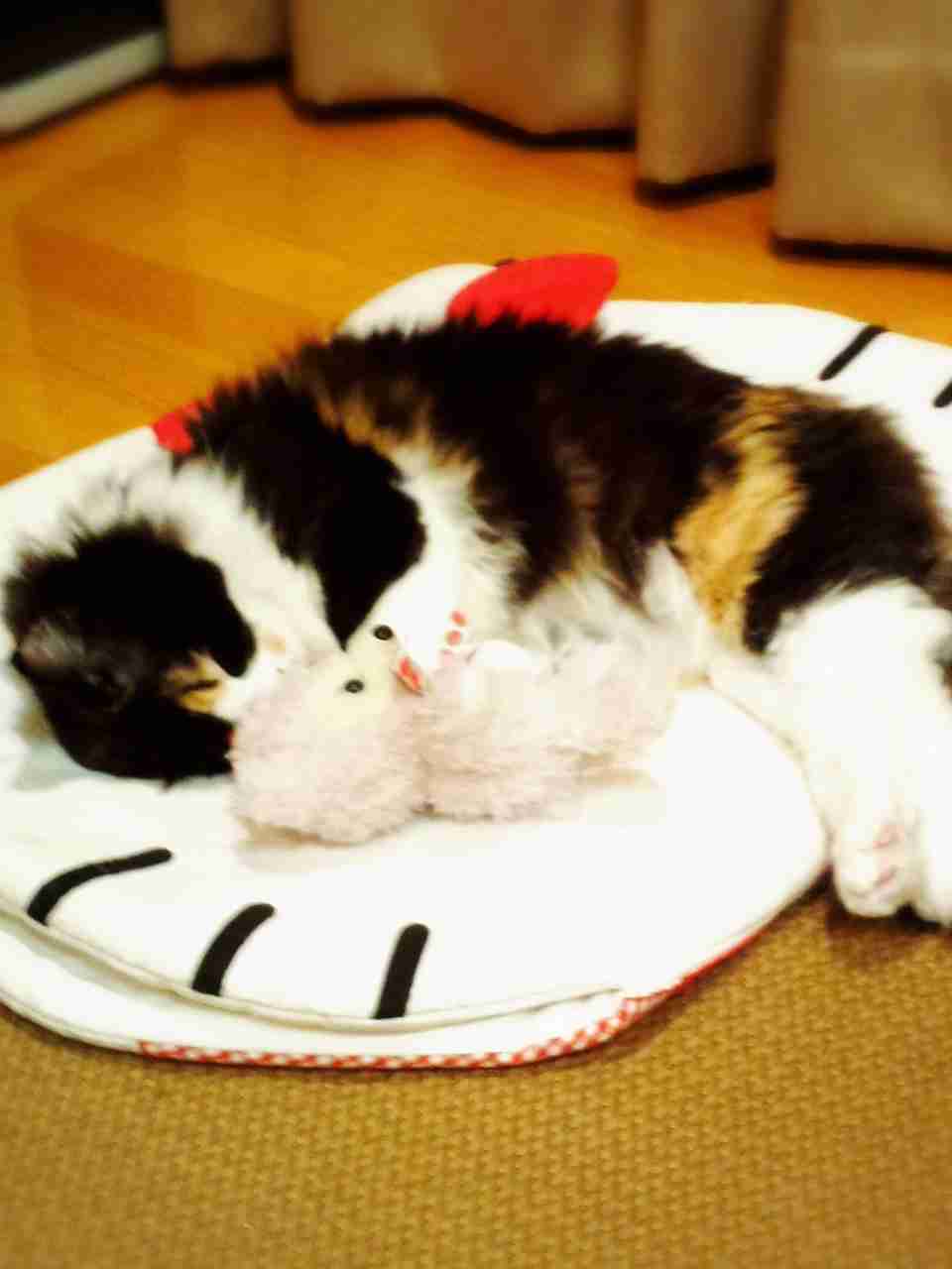 ガルちゃん猫カフェ本日オープン♪