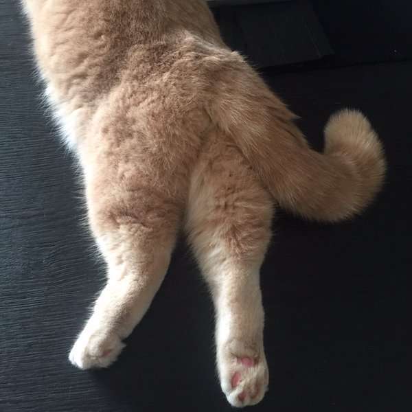 ガルちゃん猫カフェ本日オープン♪