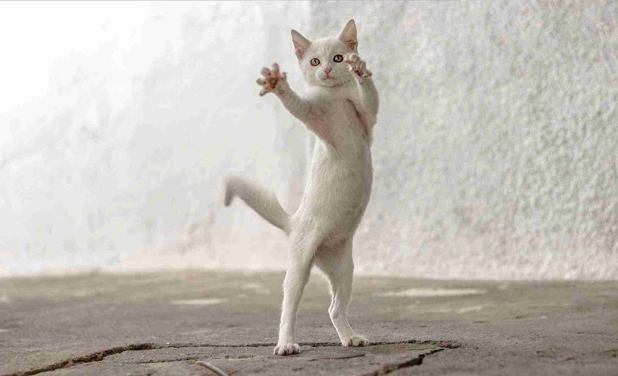 ガルちゃん猫カフェ本日オープン♪