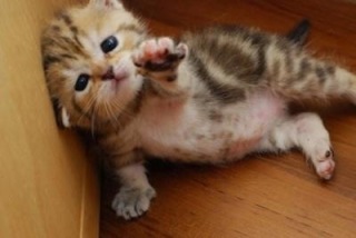 ガルちゃん猫カフェ本日オープン♪