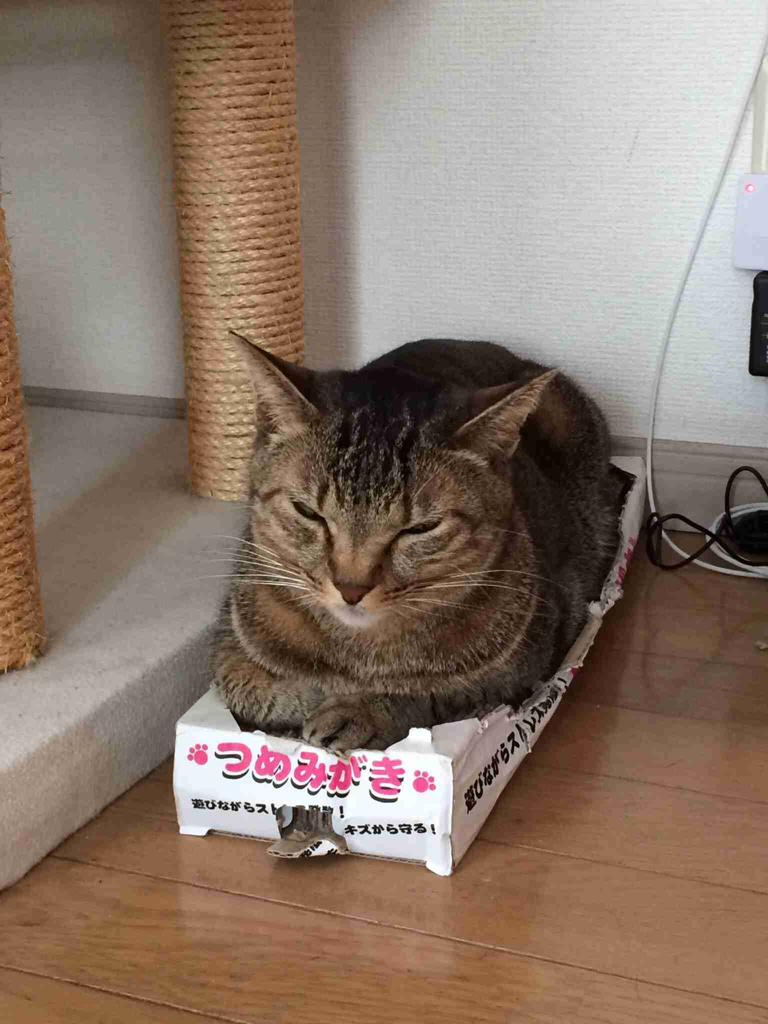ガルちゃん猫カフェ本日オープン♪