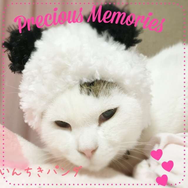 ガルちゃん猫カフェ本日オープン♪