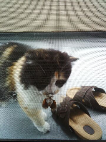 ガルちゃん猫カフェ本日オープン♪