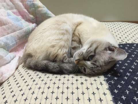 ガルちゃん猫カフェ本日オープン♪