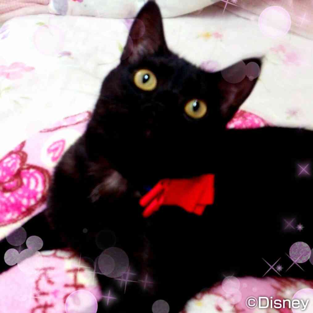 ガルちゃん猫カフェ本日オープン♪