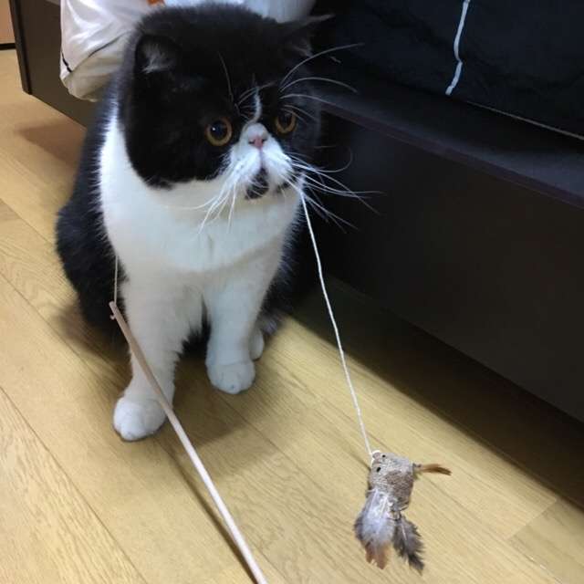 ガルちゃん猫カフェ本日オープン♪