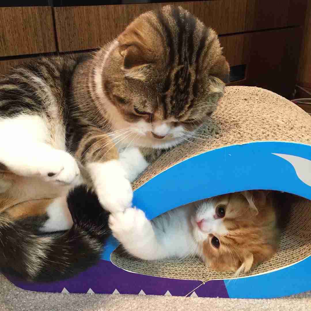 ガルちゃん猫カフェ本日オープン♪