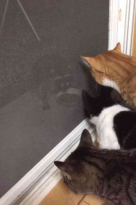 ガルちゃん猫カフェ本日オープン♪