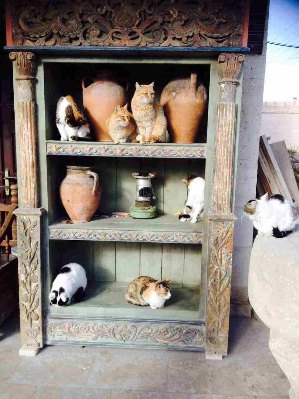 ガルちゃん猫カフェ本日オープン♪
