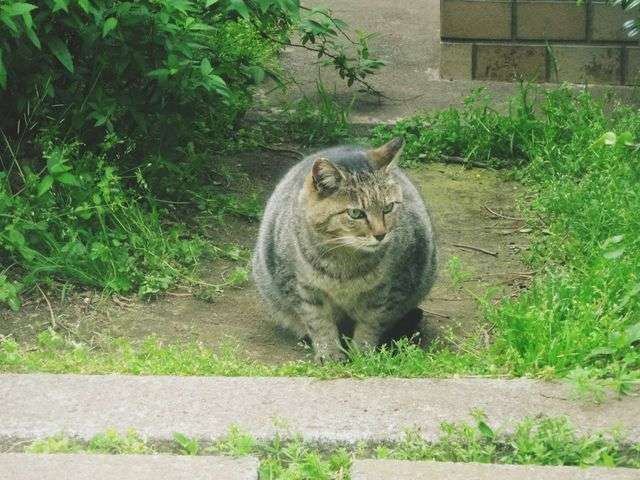 ガルちゃん猫カフェ本日オープン♪