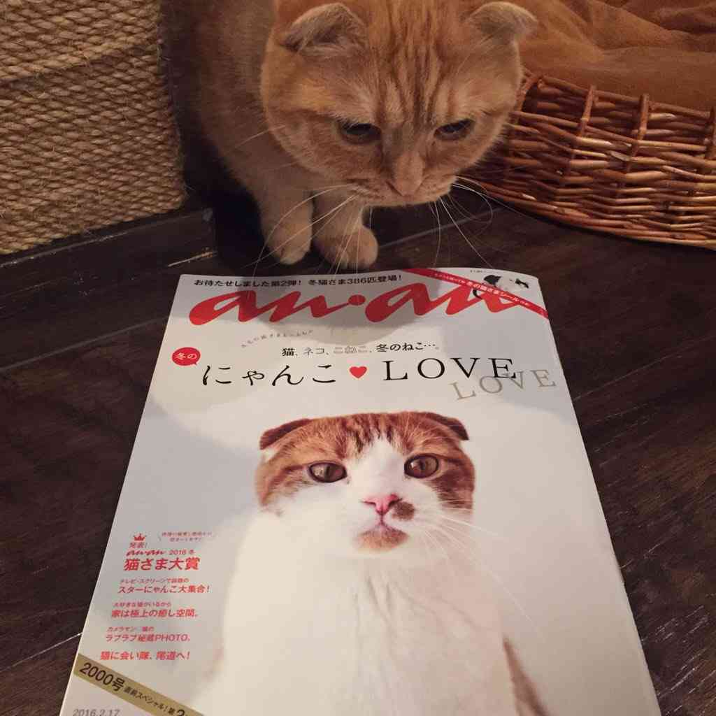 ガルちゃん猫カフェ本日オープン♪