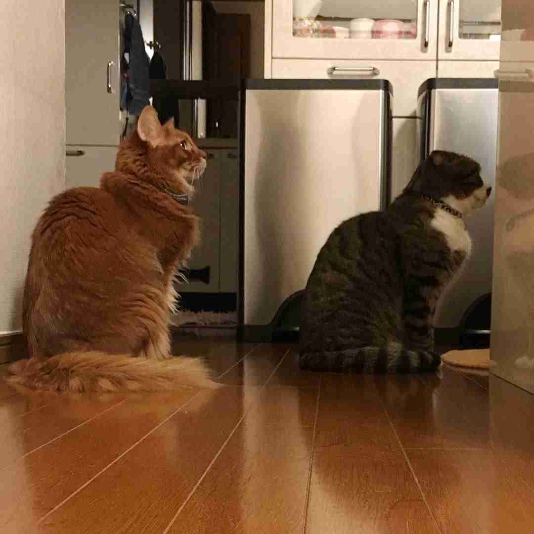 ガルちゃん猫カフェ本日オープン♪