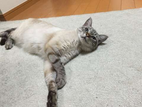 ガルちゃん猫カフェ本日オープン♪