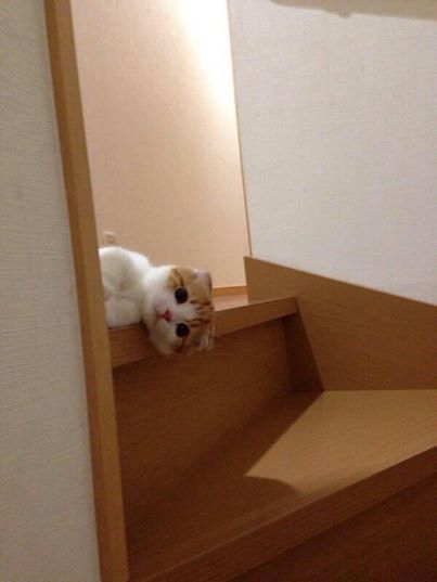 ガルちゃん猫カフェ本日オープン♪