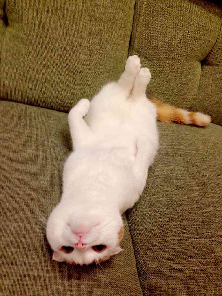 ガルちゃん猫カフェ本日オープン♪