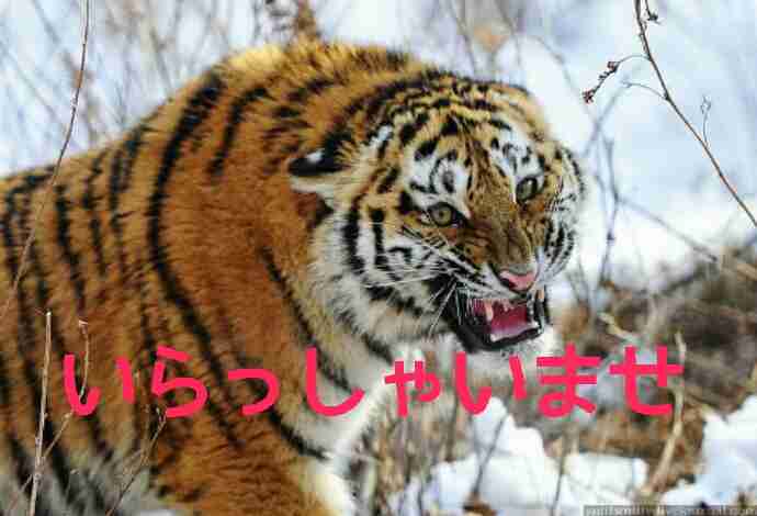 ガルちゃん猫カフェ本日オープン♪
