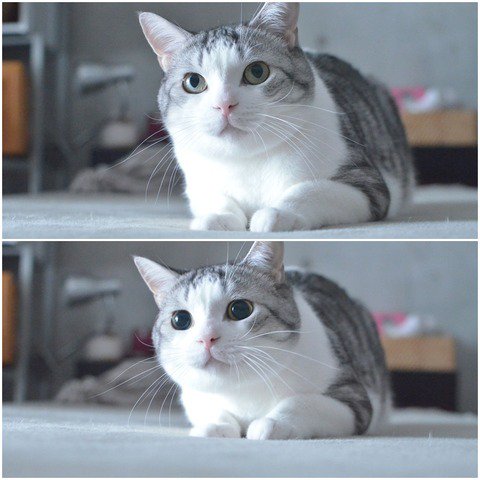 ガルちゃん猫カフェ本日オープン♪