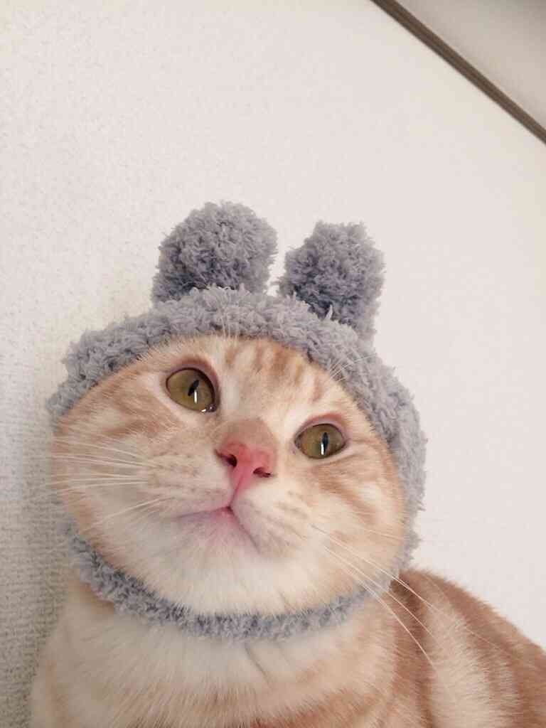 ガルちゃん猫カフェ本日オープン♪