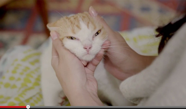 ガルちゃん猫カフェ本日オープン♪