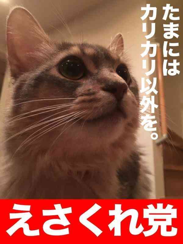 ガルちゃん猫カフェ本日オープン♪