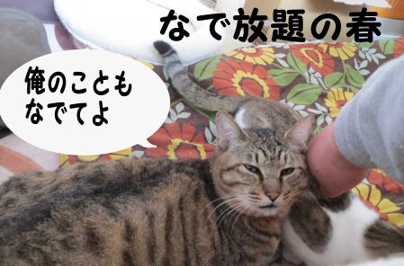 ガルちゃん猫カフェ本日オープン♪