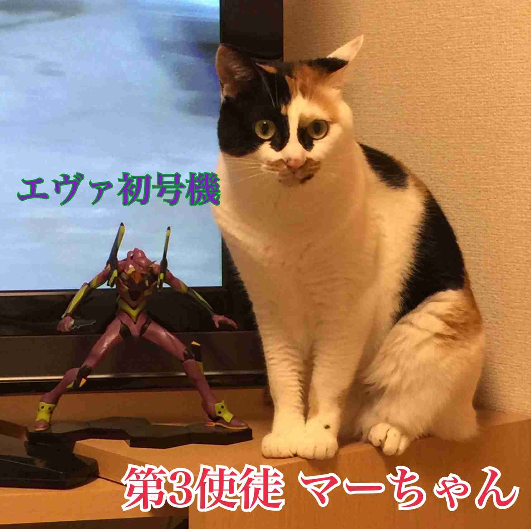 ガルちゃん猫カフェ本日オープン♪