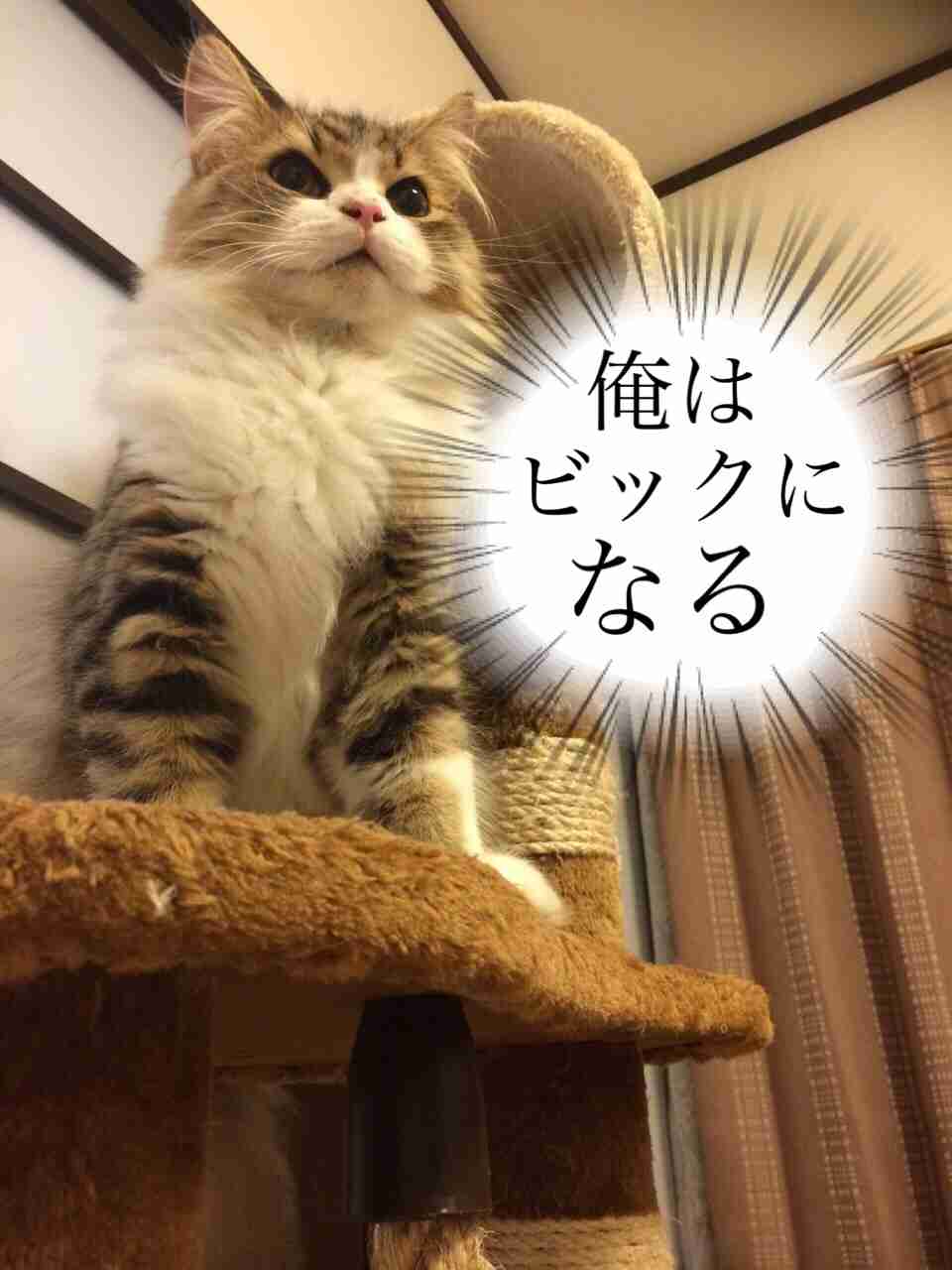 ガルちゃん猫カフェ本日オープン♪