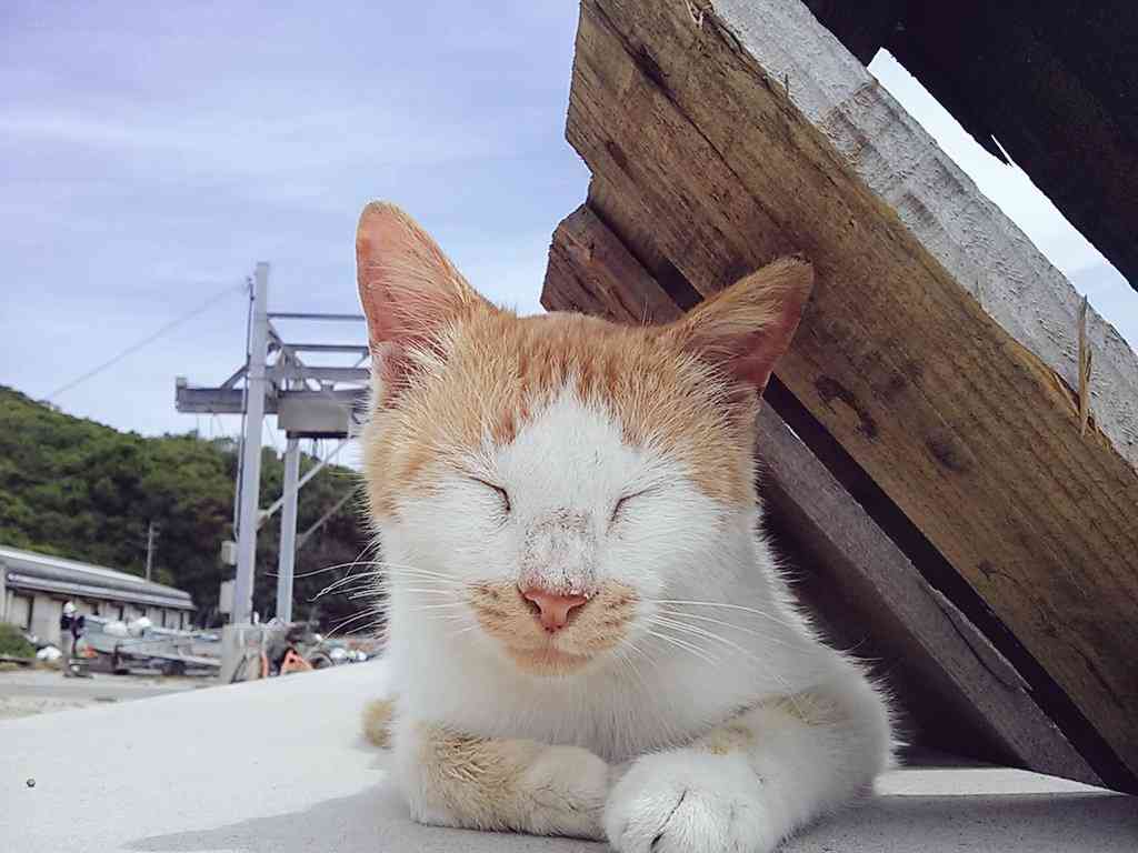 ガルちゃん猫カフェ本日オープン♪