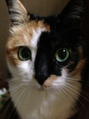 ガルちゃん猫カフェ本日オープン♪