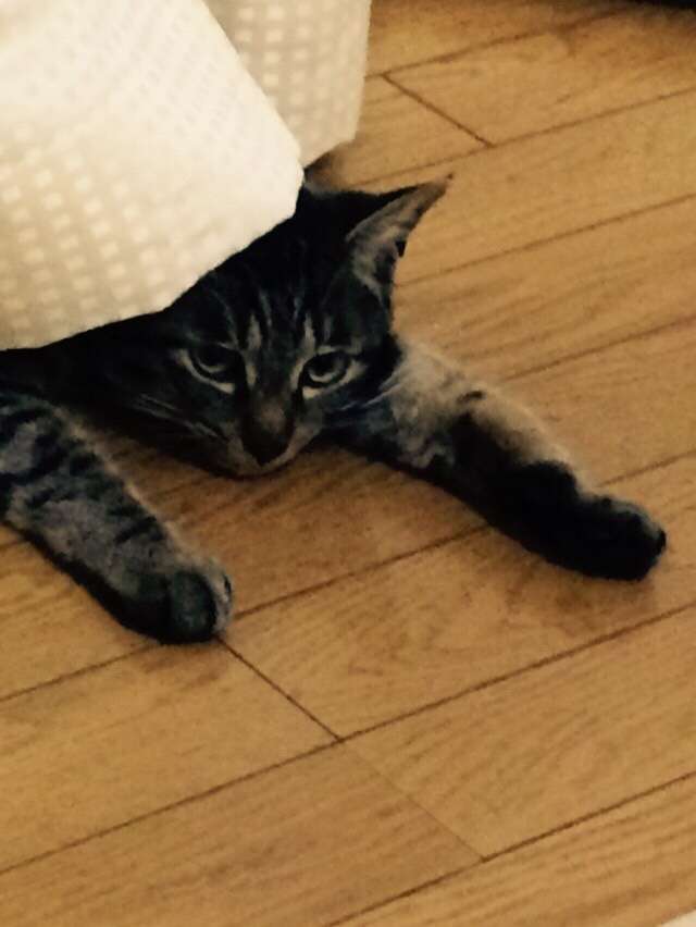 ガルちゃん猫カフェ本日オープン♪
