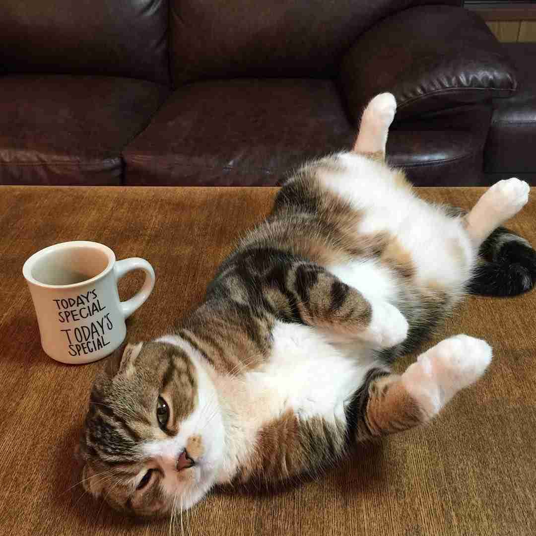 ガルちゃん猫カフェ本日オープン♪