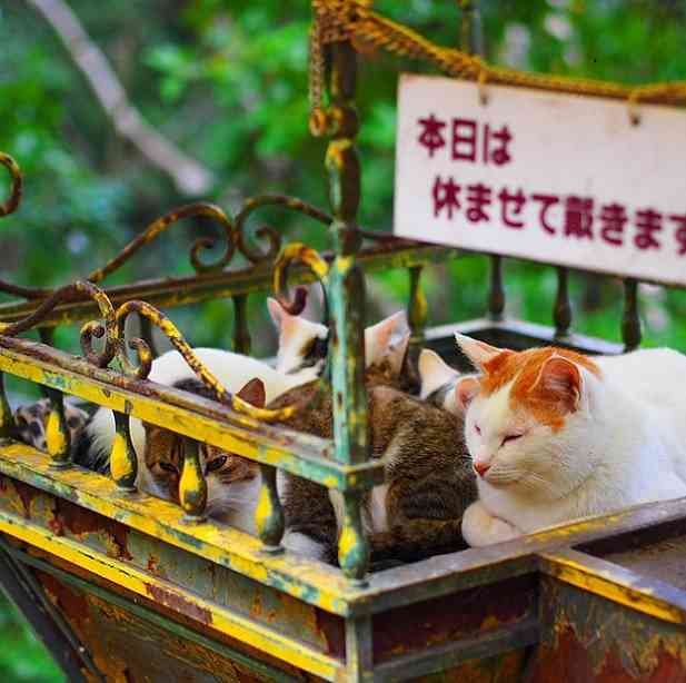 ガルちゃん猫カフェ本日オープン♪