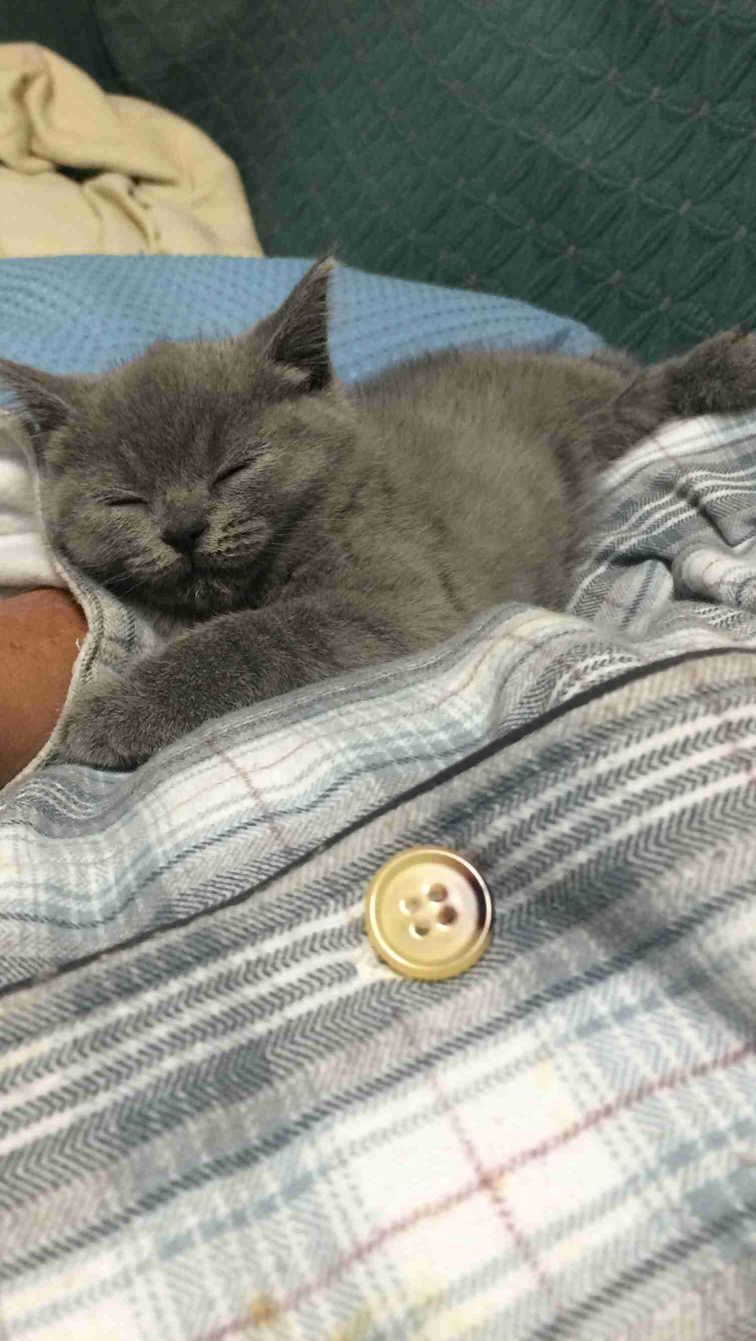 ガルちゃん猫カフェ本日オープン♪