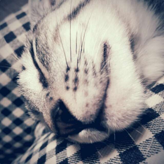 ガルちゃん猫カフェ本日オープン♪