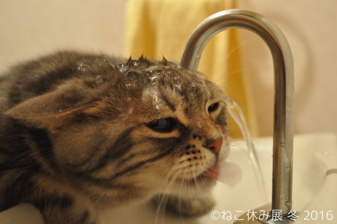 ガルちゃん猫カフェ本日オープン♪