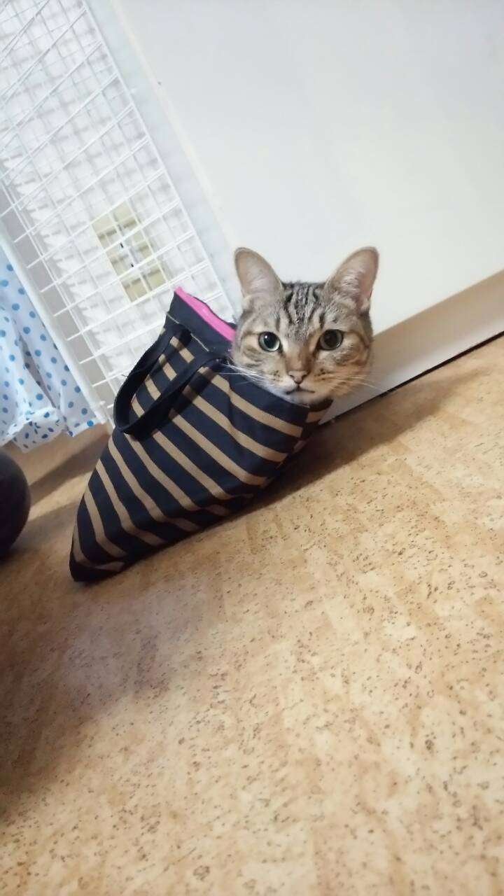 ガルちゃん猫カフェ本日オープン♪