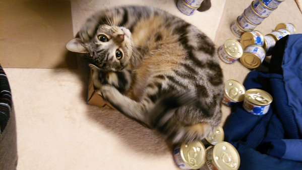 ガルちゃん猫カフェ本日オープン♪