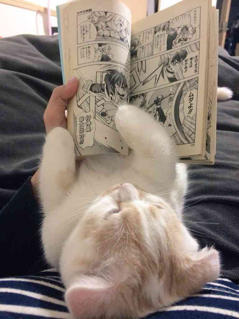 ガルちゃん猫カフェ本日オープン♪