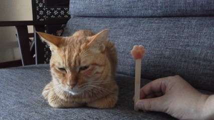 ガルちゃん猫カフェ本日オープン♪